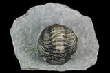 Pedinopariops Trilobite - Mrakib, Morocco #126321-1